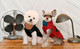 Миниатюра изображения товара Жилетка для животных Puppia Tomas / PAUD-VT1854-RD-S (красный)