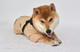 Миниатюра изображения товара Комбинезон для животных Puppia Soft Onesie / PAUD-JP1677-BE-M (бежевый)