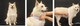 Миниатюра изображения товара Комбинезон для животных Puppia Soft Onesie / PAUD-JP1677-BE-M (бежевый)