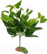 Миниатюра изображения товара Декорация для террариума Lucky Reptile Scindapsus green / IF-34
