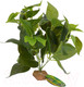 Миниатюра изображения товара Декорация для террариума Lucky Reptile Golden Pothos / IF-33