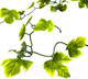 Миниатюра изображения товара Декорация для террариума Lucky Reptile Gape Leaf Vine / LP-73