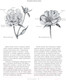 Миниатюра изображения товара Книга Эксмо Пионы. Роскошные цветы для дома и сада (Исто Д., Лэйн Д.)