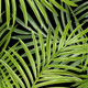 Миниатюра изображения товара Фотообои листовые Citydecor Тропические листья (200x254)