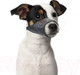 Миниатюра изображения товара Намордник для собак Duvo Plus Dog Muzzle / 4705135/DV (S, черный)