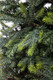 Миниатюра изображения товара Ель искусственная Winter Time 150 / BAA05-1534T