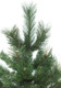 Миниатюра изображения товара Сосна искусственная Winter Time 150 / XCD05-529T