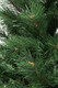 Миниатюра изображения товара Сосна искусственная Winter Time 180 / XCD06-745T