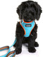 Миниатюра изображения товара Шлея-жилетка для животных DOOG Neoflex Beethoven / HARBEET-M (голубой с оранжевым кантом)