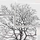 Миниатюра изображения товара Фотообои листовые Citydecor Дерево 3D Инь-янь (300x150)
