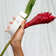 Миниатюра изображения товара Туалетная вода Elizabeth Arden White Tea Ginger Lily (30мл)