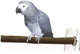 Миниатюра изображения товара Жердочка для птиц Happy Bird H71203