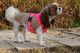 Миниатюра изображения товара Шлея-жилетка для животных Puppia Neon Soft / PAPA-AC1325-PK-XL (розовый)