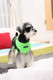 Миниатюра изображения товара Шлея-жилетка для животных Puppia Neon Soft / PAPA-AC1325-GR-L (салатовый)