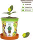 Миниатюра изображения товара Набор для выращивания растений Happy Plant Фикус райский / hpn-12