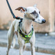 Миниатюра изображения товара Шлея-жилетка для животных Ferplast Nikita Fashion P (M, зеленый)