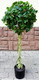 Миниатюра изображения товара Искусственное растение ForGarden Дерево Chinese Ficus / FGN BF01703