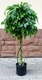 Миниатюра изображения товара Искусственное растение ForGarden Дерево Ficus / FGN BF01693