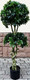 Миниатюра изображения товара Искусственное растение ForGarden Дерево Pittisporum Double / FGN BF01699