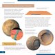 Миниатюра изображения товара Набор оптических приборов Levenhuk Discovery Scope 3 с книгой / 77822