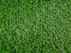 Миниатюра изображения товара Искусственная трава Greenery Lawn SALG-2516 25мм (2х0.5м)