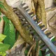 Миниатюра изображения товара Кусторез электрический Bosch UniversalHedgeCut 50 (0.600.8C0.501)