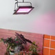 Миниатюра изображения товара Светильник для растений ЭРА FITO-50W-RB-LED / Б0046368