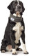 Миниатюра изображения товара Шарф для животных HUNTER Scarf Nancy 78см / 66806 (серый)