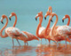 Миниатюра изображения товара Набор алмазной вышивки Феникс+ Страна розовых фламинго / 59827