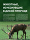 Миниатюра изображения товара Энциклопедия Эксмо Красная книга. Животные мира (Скалдина О.В., Слиж Е.А.)