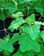 Миниатюра изображения товара Сетка садовая ЧЗМ Для огурцов 150х170 2х3
