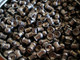 Миниатюра изображения товара Пульки для пневматики Люман Domed Pellets 1.1г 5.5мм (250шт)