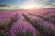 Миниатюра изображения товара Фотообои листовые Citydecor Лавандовое поле (300x254)