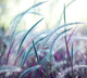 Миниатюра изображения товара Фотообои листовые Vimala Душистая трава (270x300)