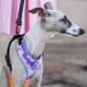 Миниатюра изображения товара Шлея-жилетка для животных Ferplast Nikita Fashion P / 75468903 (XXS, фиолетовый)
