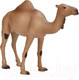 Миниатюра изображения товара Фигурка коллекционная Konik Одногорбый верблюд / AMW2056