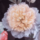 Миниатюра изображения товара Комплект постельного белья Этель Flowers / 7914040