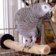 Миниатюра изображения товара Жердочка для птиц Happy Bird Ветвь кофейная XL / H71002