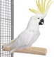 Миниатюра изображения товара Жердочка для птиц Happy Bird Ветвь кофейная XL / H71002