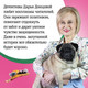 Миниатюра изображения товара Книга Эксмо Курятник в пентхаусе (Донцова Д.А.)