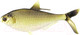 Миниатюра изображения товара Мягкая приманка 13 Fishing B.A.M.F. Shad Swimbait Gold Retriver / CB-BAMF8-3