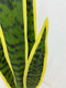 Миниатюра изображения товара Искусственное растение Артфлора Cансевиерия изумрудная / 105023