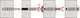 Миниатюра изображения товара Дюбель для пенобетона FISCHER FTP K 10 / 78414K (10шт)