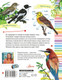 Миниатюра изображения товара Энциклопедия АСТ Птицы. Мой первый определитель природы, полумягкая обложка (Рахчеева Мария)
