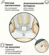 Миниатюра изображения товара Стульчик для кормления Bubago Amelia / BG 103-4 (Latte)