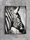 Миниатюра изображения товара Картина Декарт Зебра 8Л0585 (в раме)