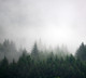 Фотообои листовые Vimala Лес в тумане 4 (270x300) — фото 6