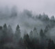 Фотообои листовые Vimala Лес в тумане 7 (270x300) — фото 6
