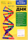 Миниатюра изображения товара Набор для опытов Эврики Молекула ДНК / 9176778