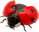Миниатюра изображения товара Игрушка на пульте управления Bondibon Божья коровка / ВВ5910